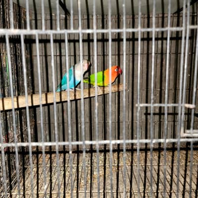 love birds pair