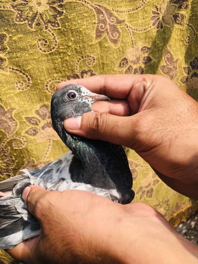Pigeon baby for sale