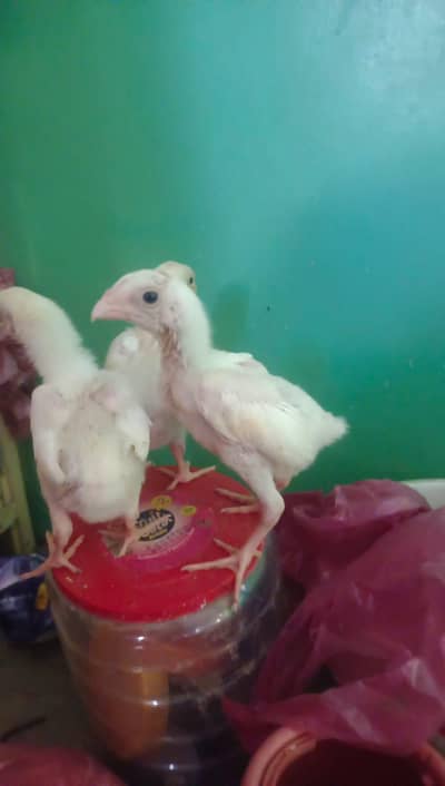 German o shamo king size chicks available