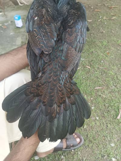 Mianwali Aseel Madi for sale