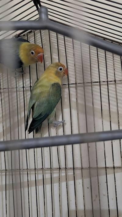 Love birds pair