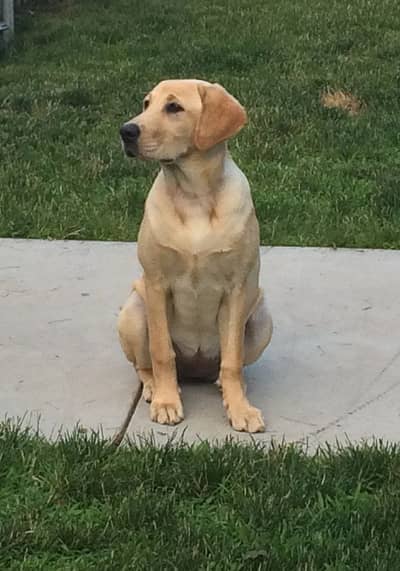 Golden Labrador Pedigree (4th Gen) microchipped