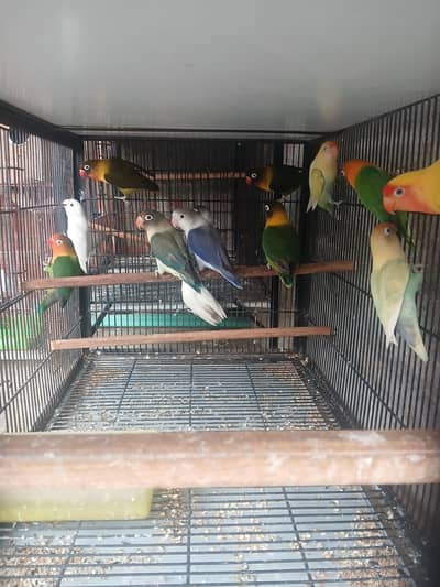 Lovebird breeder pair