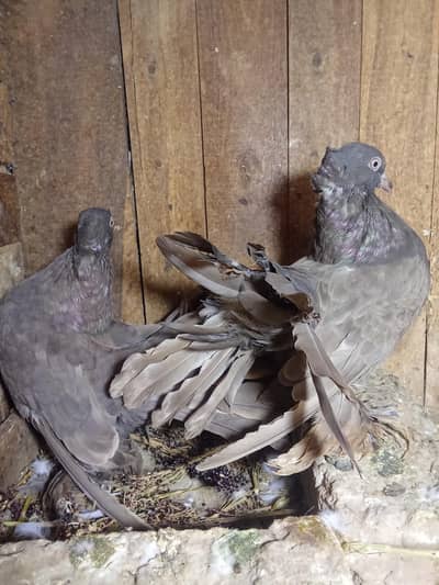 all breeder pair 03136462455