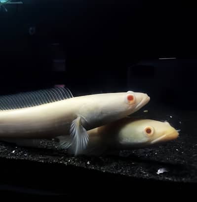 Albino channa , albino alligator gar , moray eel , Veiltail oscar
