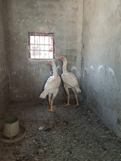 White Aseel pair for sale