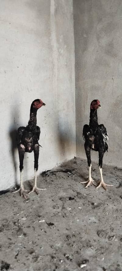 Aseel Bache for sale
