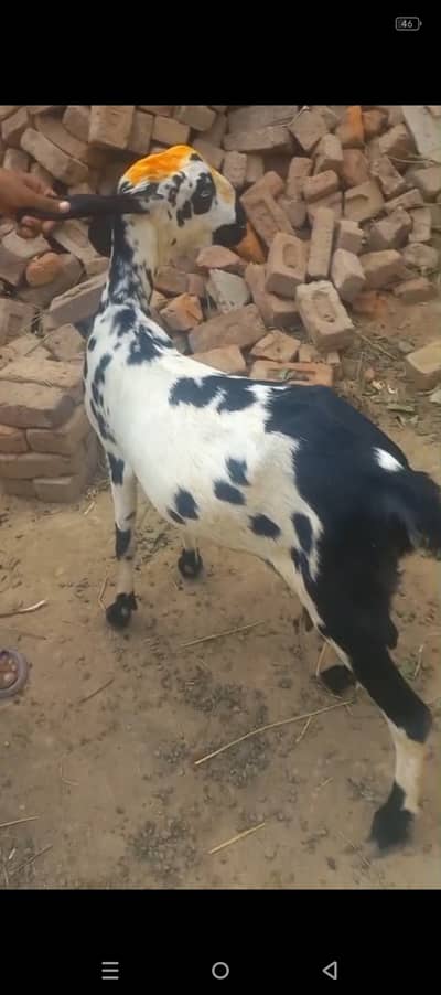 Dogli bakri ha 1 month or 10 din ki pregnant ha