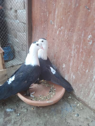Karblai breedar pair urgent for sale