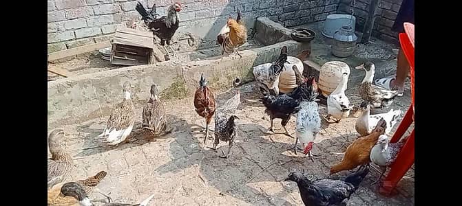 Golden Misri fully vaccined hen for sale only 850 per kg