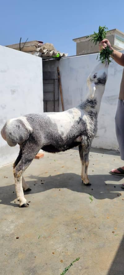 Saleti color turkey dumba
