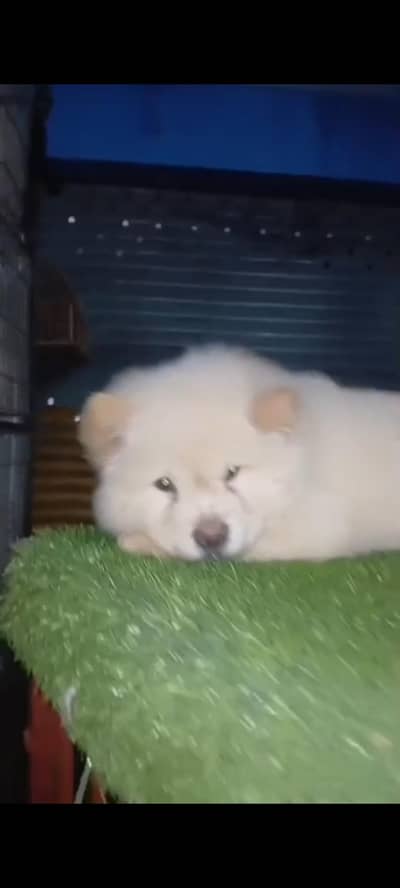 Chow Chow Puppies for sale