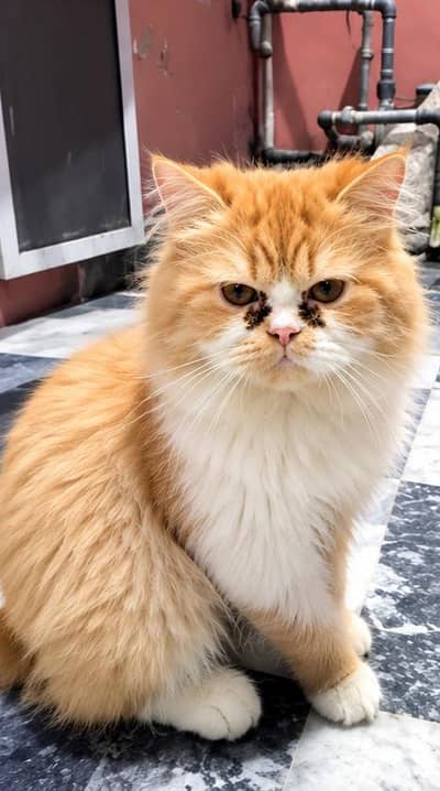 turkish angora for sale number 03148549715