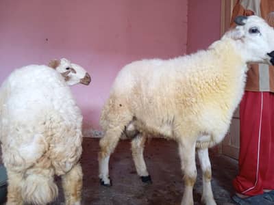 chakki dumba urgent sell