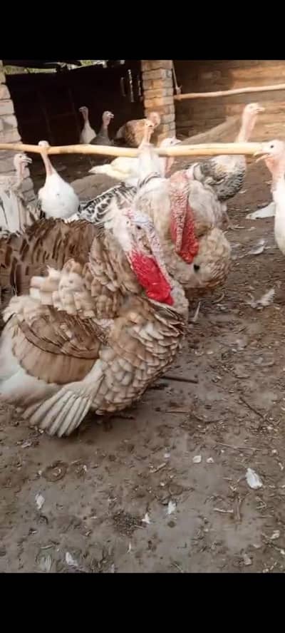 Golden turkey breeder male