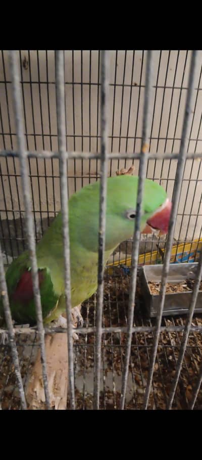 Talking+breeder female