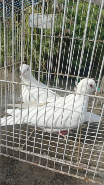 Dove in  Red Eye