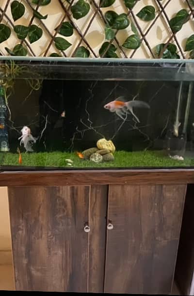 Beautiful fishes and aquarium available in new condition