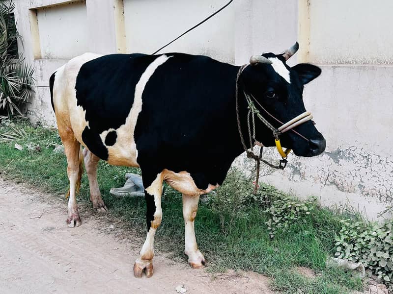 چولستانی ٹچ فریزین پہلن گائے 6 ماہ گبھن برائے فروخت 0