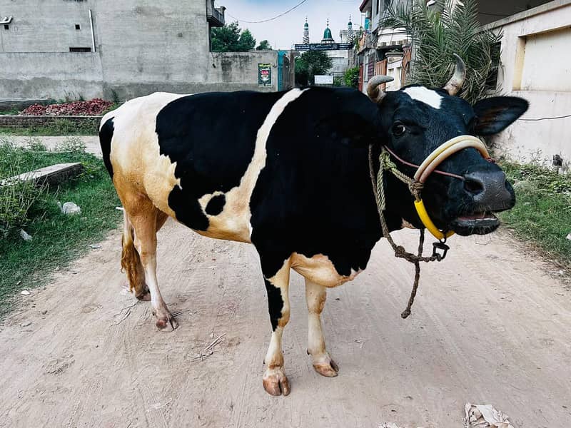 چولستانی ٹچ فریزین پہلن گائے 6 ماہ گبھن برائے فروخت 1