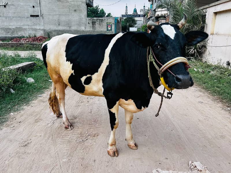 چولستانی ٹچ فریزین پہلن گائے 6 ماہ گبھن برائے فروخت 3