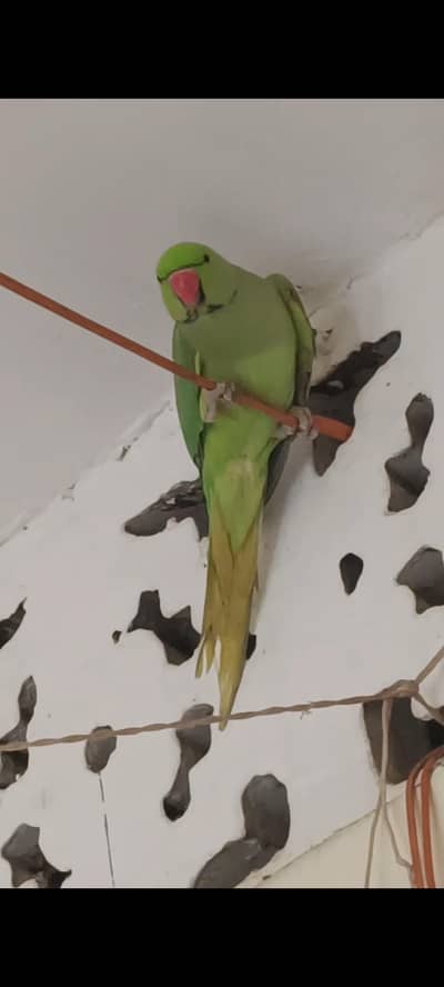 01Adult Green male Ringneck mitthu tota