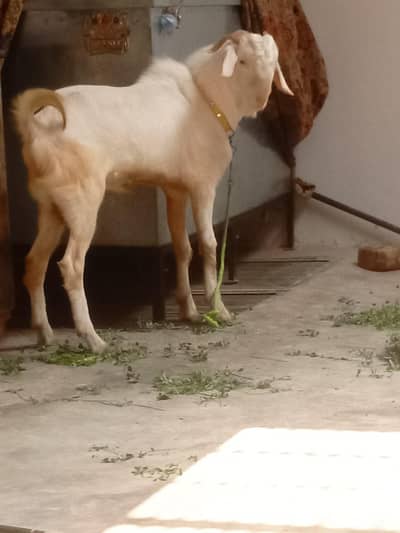 tedda , male 03164357129