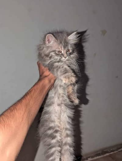 Persian Cat|Persian Kittens|Cute Kittens|