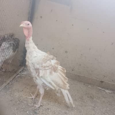 Turkey males