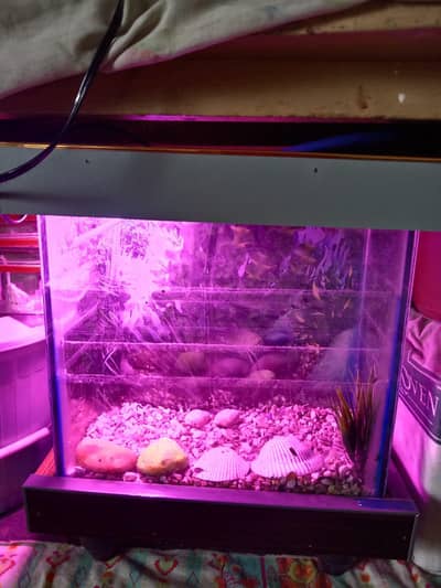 aquarium for sale