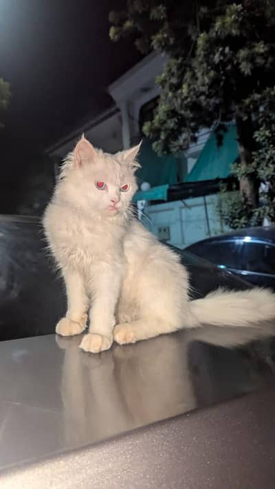 Persian Cat for sale