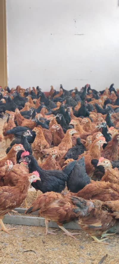 Black Australorp & Egyptian fayoumi