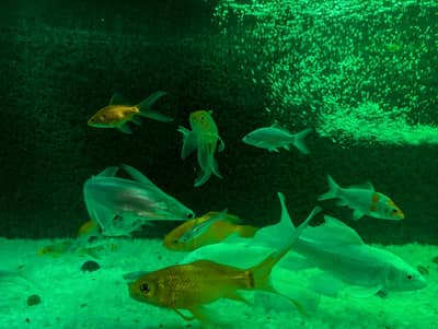 27 Fishes | Urgent Sale