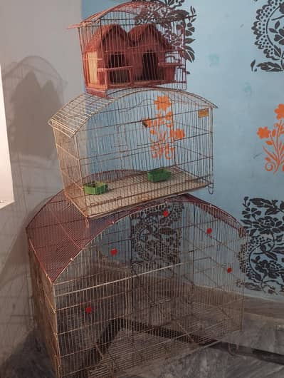 Hen and parrot cage
