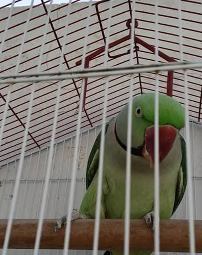 Raw Parrot