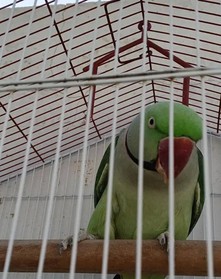 Raw Parrot 0