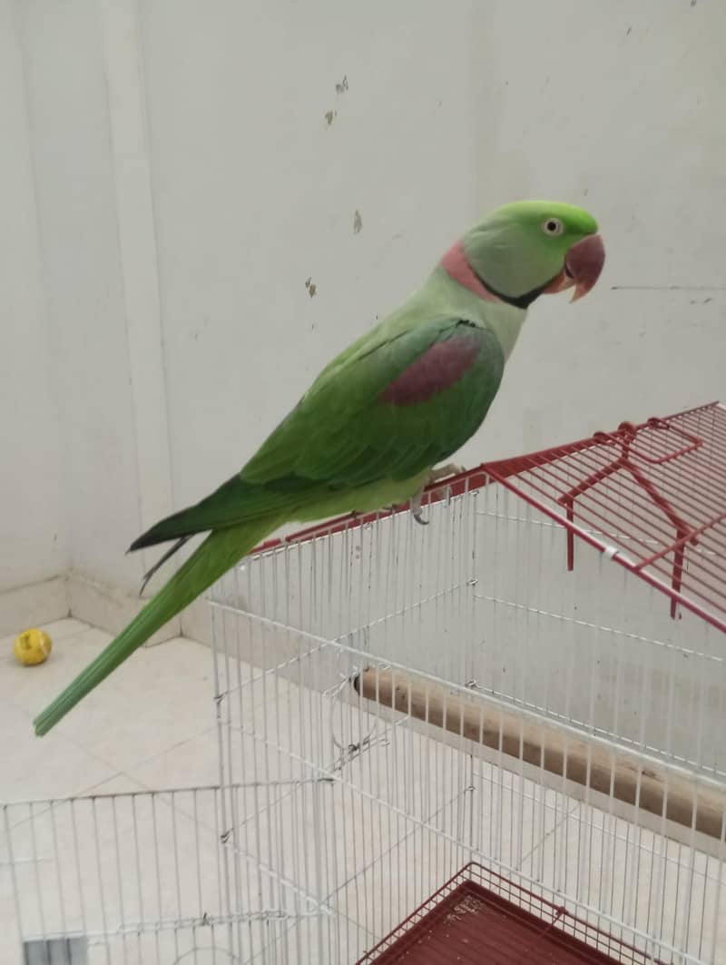 Raw Parrot 1