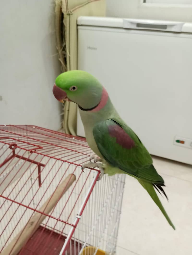 Raw Parrot 2