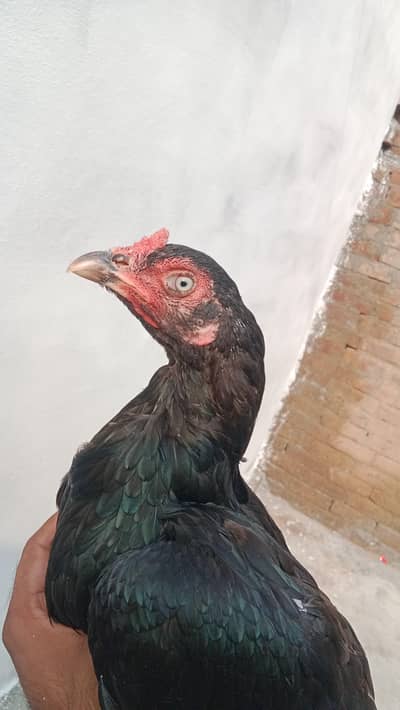 health and active breeder female