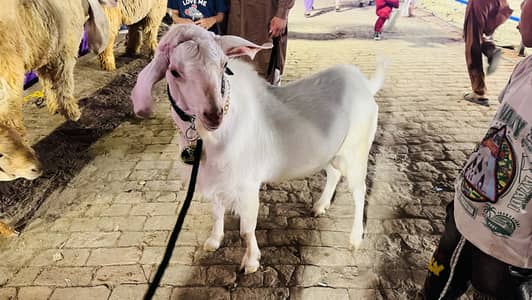 Indian Tapra Breeder
