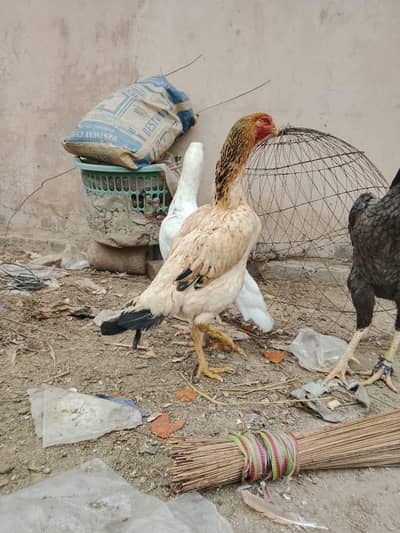 O Shamo Female  – Healthy & Active | For Sale