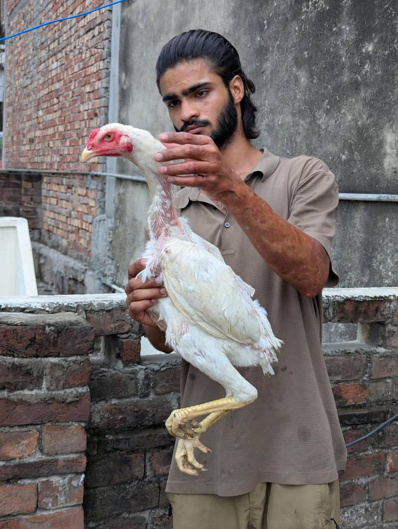 Shamo murga 1