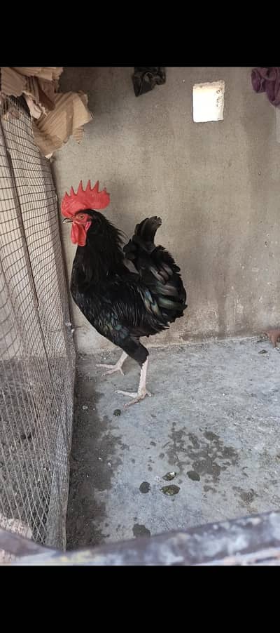 Two Asturloop males for sale, healthy active and fully vaccinated bird