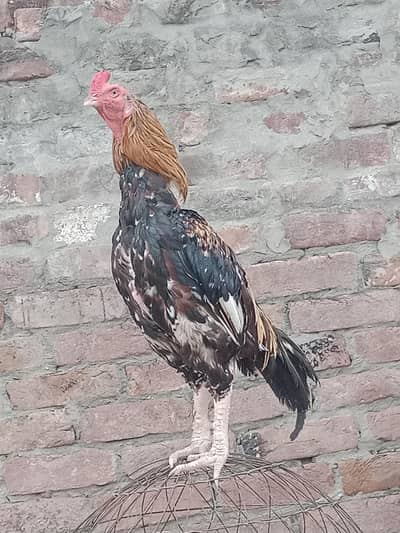 full active High quality aseel breader Murga