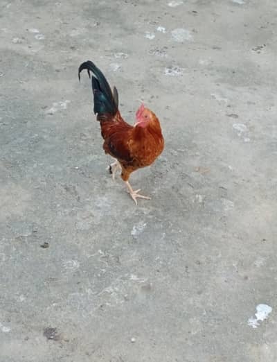 Little Fancy Rooster(Bantum)