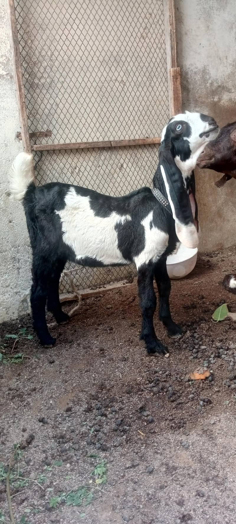 bakra 0