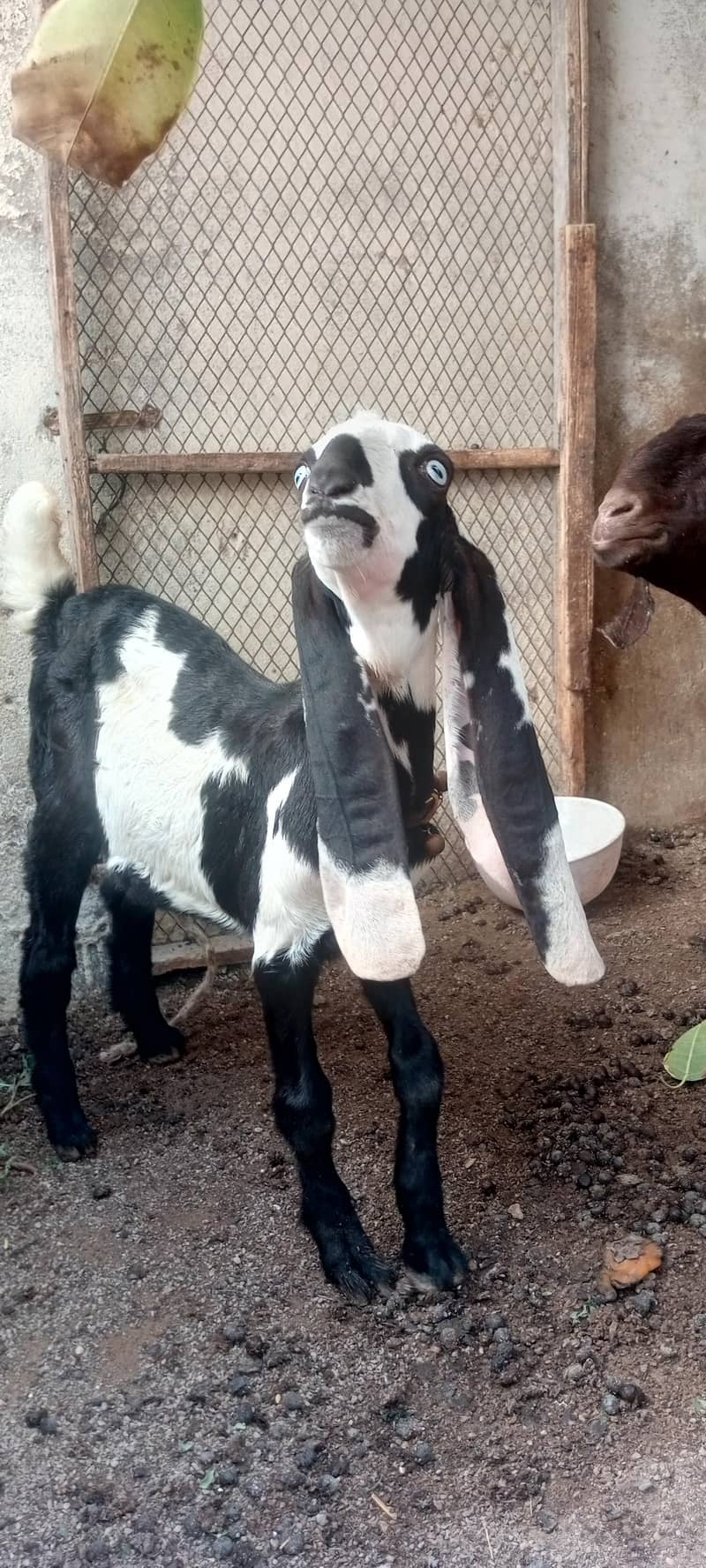 bakra 1