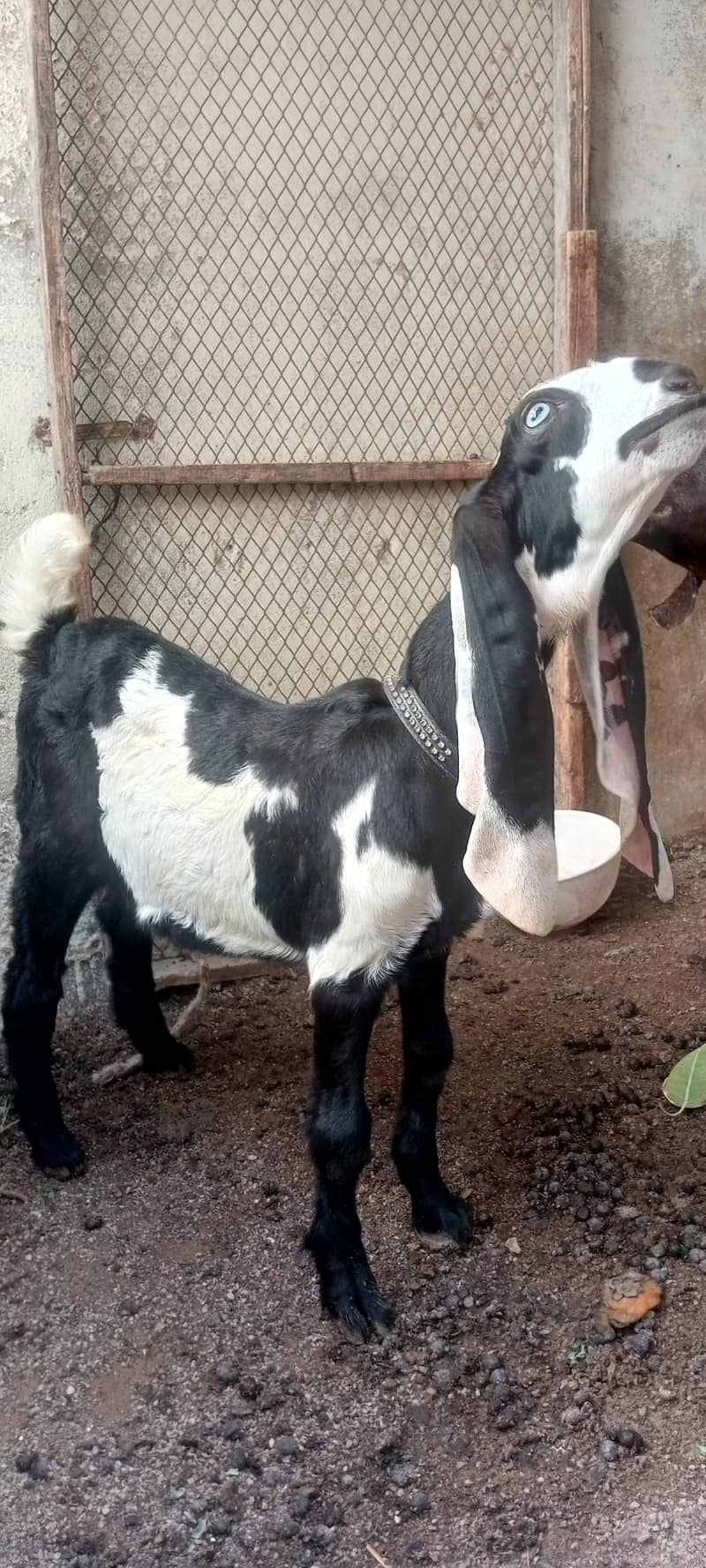 bakra 2