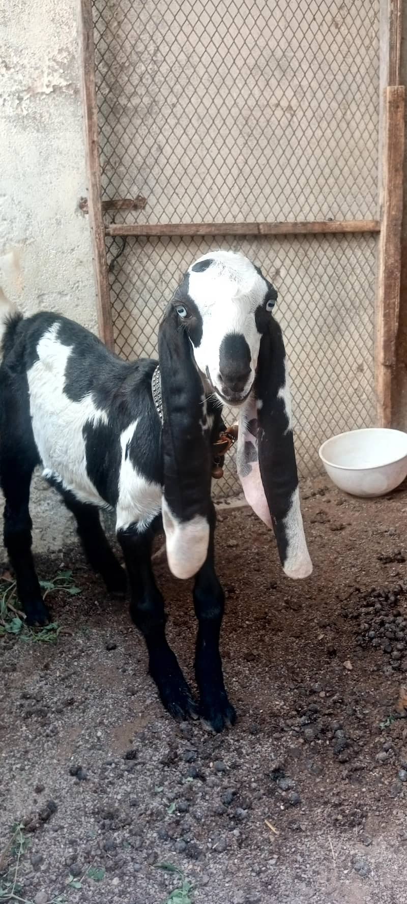 bakra 3