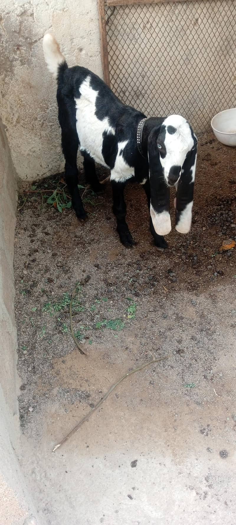 bakra 4